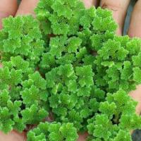 Bibit azolla super 1kg pakan ternak unggas dan ikan
