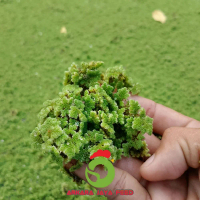 Bibit Azolla Super - Tanaman Azolla Berkualitas Tinggi pur ayam pakan ternak konsentrat 595 591 domb
