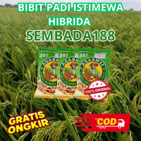 (3kg) BIBIT PADI HIBRIDA SEMBADA 188 POTENSI HASIL PANEN 13TON/HA 100% ORIGINAL