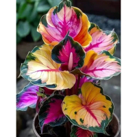 5 Biji Benih Keladi Tropical Colorful Foliage Caladium Begonia Seed - 5 Seed