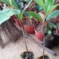 Okulasi - Bibit Tanaman Bunga Kantil Gading / Kantil Kuning Langka - Cepat Berbunga