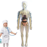 Visible Human Body Model | 3D Human Body Model For Kids | Soft Human Body Realistic Anatomy Doll Removable Organ Bone Ages 4+ Sc