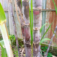 Daunaria — Tebu Potong (Hitam/Kuning/Hijau)/ Saccharum officinarum L.) per potong 30 cm TEBU HIJAU/