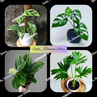 Paket 4 Hemat Tanaman hias Monstera
