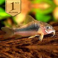 Corydoras Aeneus Indukan JUMBO Ikan Hias Hiasan Aquarium Aquascape
