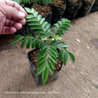 Bibit  Tanaman daun kari salam Koja