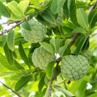 tanaman Srikaya Jumbo Hasil Okulasi Cepat Berbuah Genjah Pilihan Terbaik Buah Segar dan Lezat
