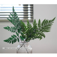 永生蕨類植物 北歐風 日系 高山羊齒青綠色墨綠色
