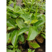 bibit cincau hijau perdu daun cincau