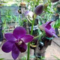 Tanaman hias anggrek dendrobium bunga ungu cedang bibit anggrek