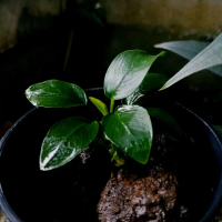 Anubias Panda hijau untuk aquascape