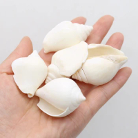 100g Big Natural White Shells Conch Crafts DIY Charms For Bracelet Making Earrings Accessories Fish Tank Aquarium Ornament Decor