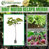 Bibit Matoa Kelapa Merah Varietas Unggul Original PembibitanAgriWijaya