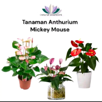 Tanaman hias anthurium bunga micky mause - tanaman hias mikimosee - anthurium
