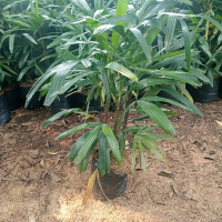 tanaman hias palm waregu  1meter