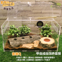 工廠直銷 爬蟲箱 活體成蟲甲蟲獨角仙飼養盒 寵物箱 亞克力造景箱 蜘蛛守宮鍬形蟲造景 爬寵箱 豹紋守宮睫角肥尾鬆獅蜥蜴角新店開業 全館折扣 售後保障 優選/免運