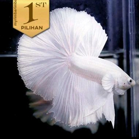 Cupang Halfmoon Full White Ikan Hias Aquascape Hiasan Aquarium