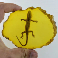 1pc Amber Gecko Fossil Insects Specimen Manual Polishing Decorative Pieces