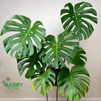 Tanaman Hias Monstera King Deliciosa - jumbo