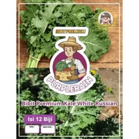 Bibit Premium Kale White Russian | Benih Kale White Russian |Kale Putih