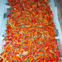 Cili Api Asli Indonesia Pedas Mantul - Cili Api Asli Indonesia Pedas Mantul untuk Masakan Anda