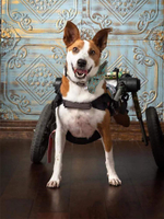 美國Walkinpets貓狗老年輪椅配件寵物后肢殘疾癱瘓助力車康復鍛煉