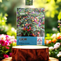 benih cabe pelangi  -+ 100butir