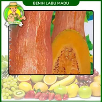 Benih Buah Buahan Semangka Strawberi Melon Labu Benih Bibit Murah Berkualitas Labu Madu