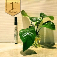 Anubias Barteri Broadleaf Tanaman Air Aquascape Hiasan Aquarium Ikan -