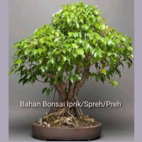 Bibit Tanaman Hias Spreh Iprik Bahan Bonsai Spreh