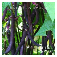 10 BUTIR BENIH TANAMAN BUNCIS UNGU