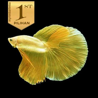 Cupang Halfmoon Full Yellow Ikan Hias Air Tawar Hiasan Aquarium Tanaman Aquascape