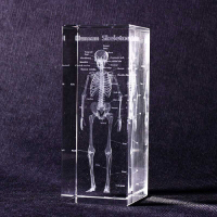 賽先生科學 透視人體骨骼水晶紙鎮