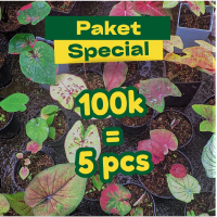 PAKET MURAH CALADIUM HYBRID - 100k Dapatkan 5 Tanaman Mix dengan Warna Variatif & Pot Media Aman unt