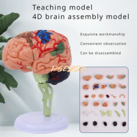 Human Brain Anatomy Model PVC 4D Assembly Medical Brain Structure Teaching Anatomy Model Supplies