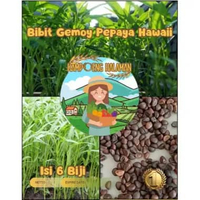Bibit Gemoy Kangkung | Biji Benih Kangkung