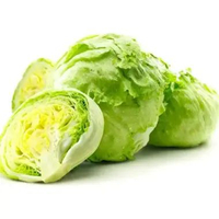 HasilSumberalaM Sayur Segar Selada Iceberg Head Lettuce 1 kg 1kg