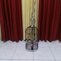 kandang helopet tanpa tebok kandang helopet pleci gratis karpet tebal sangkar helopet pleci tambah a