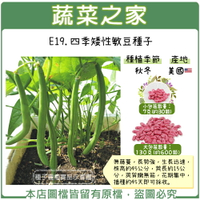 【蔬菜之家】E19.四季矮性敏豆種子(共有2種包裝可選)