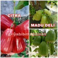 [ PAKET 3 BIBIT ] Tanaman Jambu Air Terlaris. Jambu citra, jambu madu deli, jambu kiojok super boleh