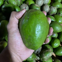 Kedondong Bangkok Manis Asem Seger Cocok Buat Rujakan Buah Segar untuk Camilan Sehat