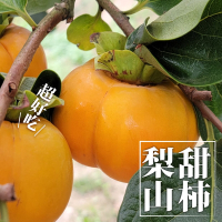 【十翼饌選果】明賢果園梨山日本高山甜柿9粒/4.7臺斤X1箱(黑貓常溫配送/果肉脆甜可口)