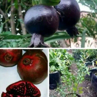 bibit delima hitam cangkok cepat berbuah