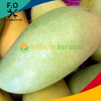 Bibit Mangga Okyong Bibit Unggulan