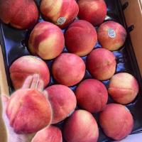 【WANG 蔬果】美國加州水蜜桃7.5斤x1箱(21-22入/箱_原裝箱/空運直送)