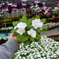 Tanaman Hias Hidup Bunga Tapak Dara Putih Catharanthus Roseus Vinca Tanaman Hias Indor Dan Tanaman H