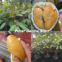 Bibit durian duri hitam kaki 3 - durian ochee boleh COD