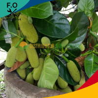 Bibit Buah Nangkadak Bibit Unggulan