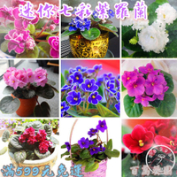 紫羅蘭花種子 草桂花富貴花 迷你紫羅蘭 四季種植 易活 發芽率高