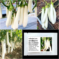 เมล็ดพันธุ์ มะเขือยาวสีขาว ไวท์อิชิเคิล White Icicle Eggplant Seed 20 เมล็ด คุณภาพดี ของแท้ 100%
